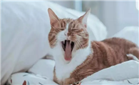 猫应激反应死的前兆