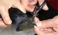 三个月小狗断尾后死亡率