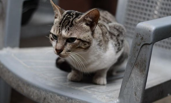 猫在门口拉屎风水问题 猫在门口拉屎风水问题