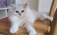 猫返祖几率是多少