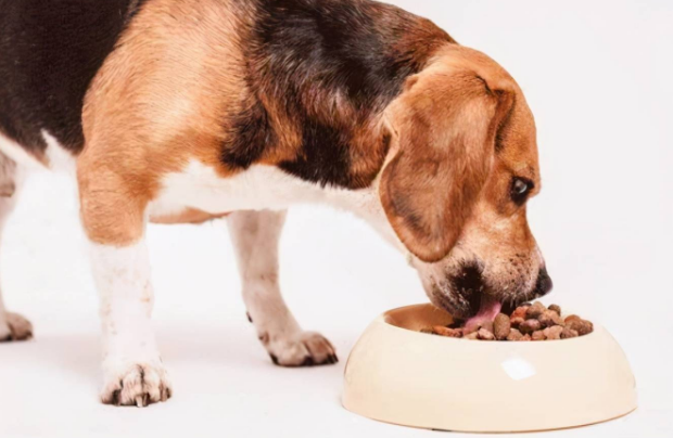 狗粮如何喂食标准图 狗粮如何喂食标准图