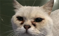 猫眼睛流红褐色分泌物用什么药