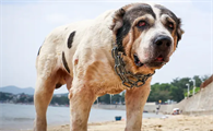 中亚牧羊犬骨折怎么办？来看看吧