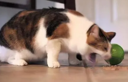 猫咪吐完又吃是不是没事