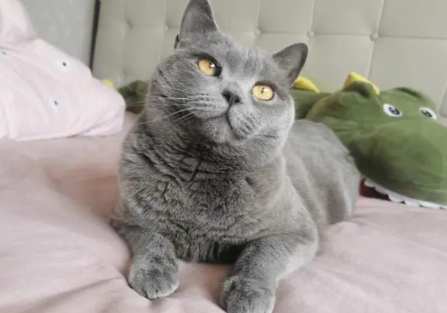 蓝猫为什么是灰色?科普篇~ 蓝猫为什么是灰色?科普篇~