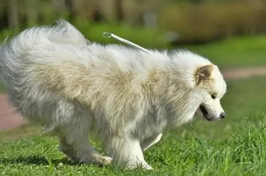 萨摩耶犬怎么训练大小便