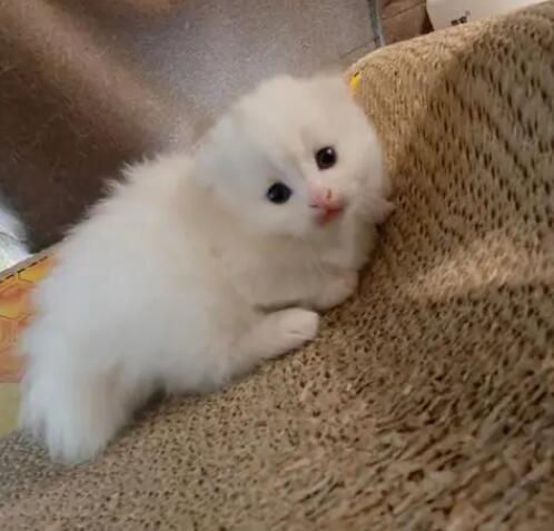 小奶猫为什么会发抖？不只是寒冷吧！