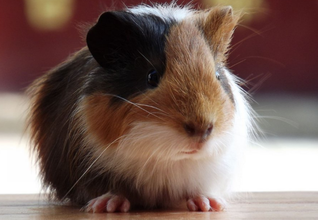 荷兰猪睡觉睁眼睛还是闭眼睛?这很有趣!