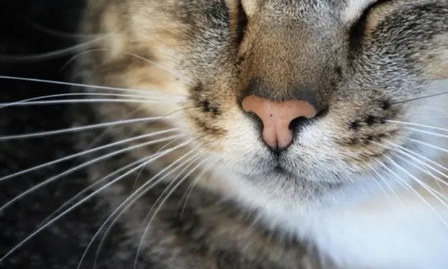 猫咪胡须都是白色吗为什么呢