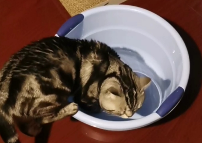 猫咪平时要洗脚吗为什么呢