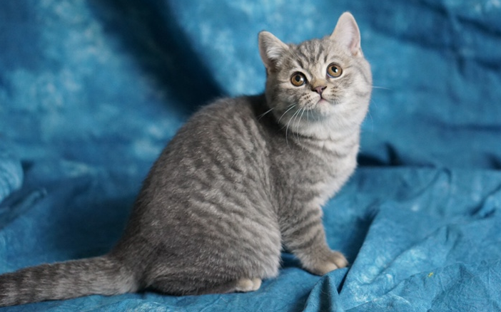 英短虎斑猫千万不能养