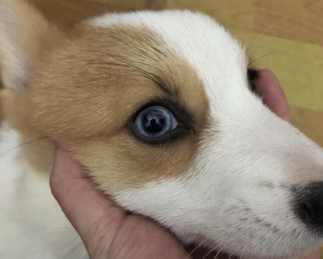 狗狗眼睛痒一直挠用什么眼药水