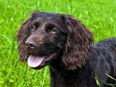 博伊金猎犬怎么训练?博伊金猎犬训练方法如下。 博伊金猎犬怎么训练?博伊金猎犬训练方法如下。