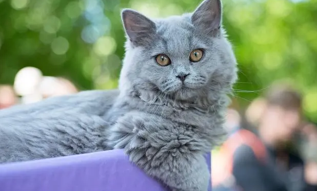 最优雅的蓝猫名字