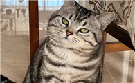 为什么美短猫不建议养