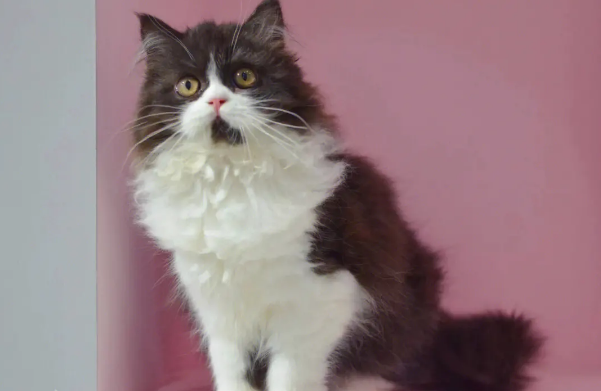 黑白高地猫是什么品种 黑白高地猫是什么品种