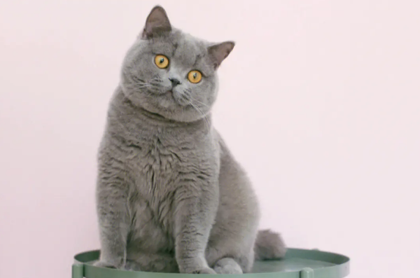 英短蓝猫为啥一抱就跑 英短蓝猫为啥一抱就跑
