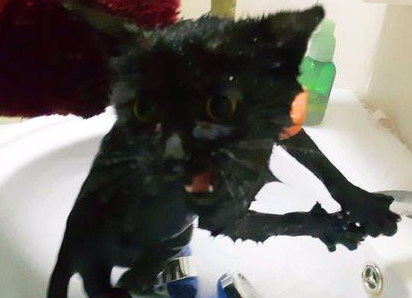 刚捡回来的流浪黑猫洗澡,水混成这样…… 刚捡回来的流浪黑猫洗澡,水混成这样……