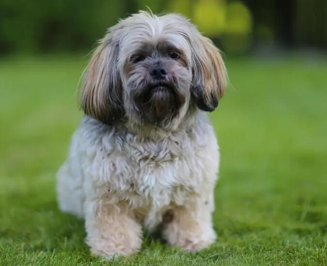 拉萨犬怎么修毛拉萨犬如何修毛漂亮 拉萨犬怎么修毛拉萨犬如何修毛漂亮