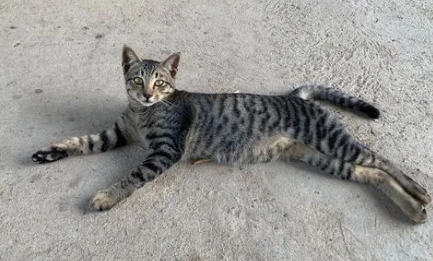 狸花猫认主人的表现有?猫主可以瞧瞧~ 狸花猫认主人的表现有?猫主可以瞧瞧~