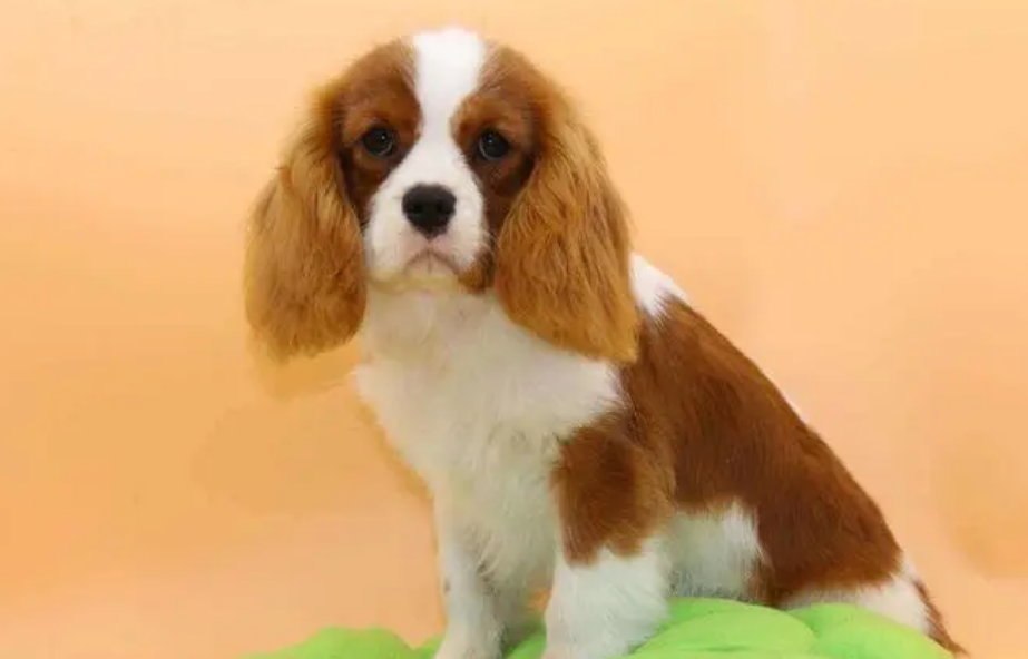 查理王小猎犬的缺点:查理王小猎犬是一种小型犬,体质较差,容易生病