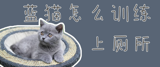 蓝猫怎么训练上厕所啊？