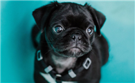 巴哥犬讨厌主人的表现
