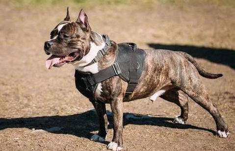 大兴区禁养犬种