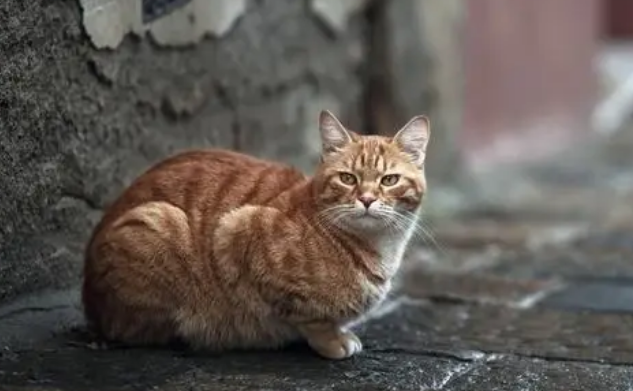 捡猫真的会不吉利吗 捡猫真的会不吉利吗