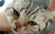 猫咪上火泪痕重怎么办