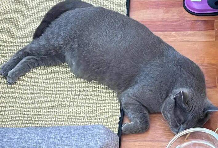 英短蓝猫一年生几窝?一起来了解一下吧 英短蓝猫一年生几窝?一起来了解一下吧