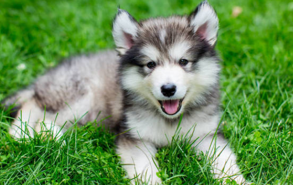 预防阿拉斯加犬皮肤病？如何预防？