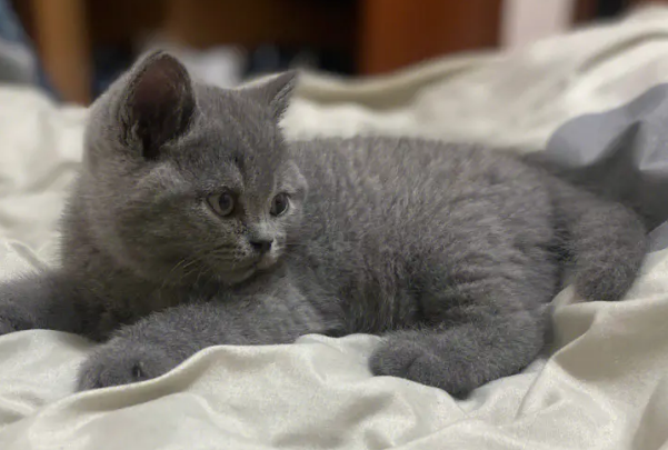 蓝猫喜欢吃什么食物？铲屎官来看看吧