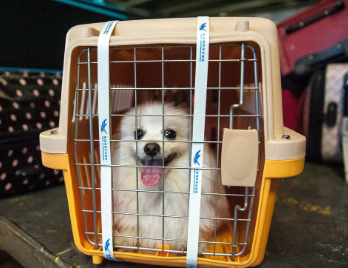 宠物托运哪家便宜