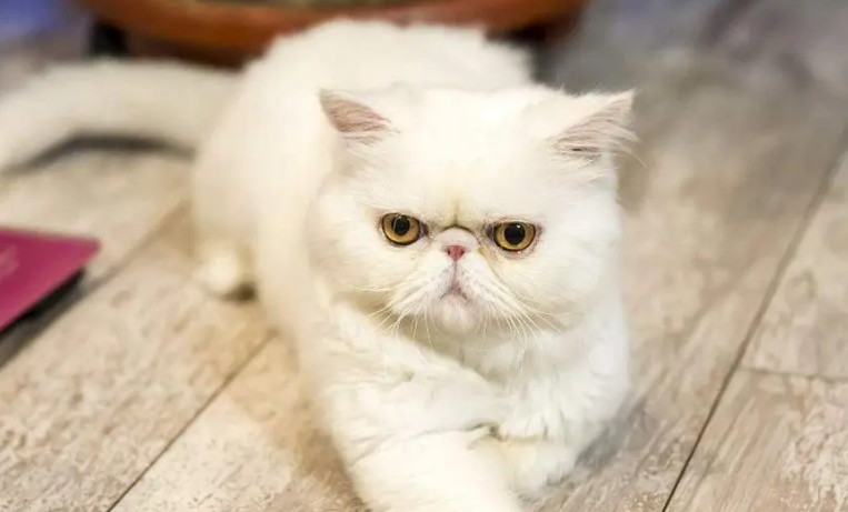 加菲猫最害怕什么 加菲猫最害怕什么
