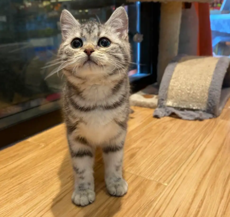美短返祖猫不值钱吗 美短返祖猫不值钱吗
