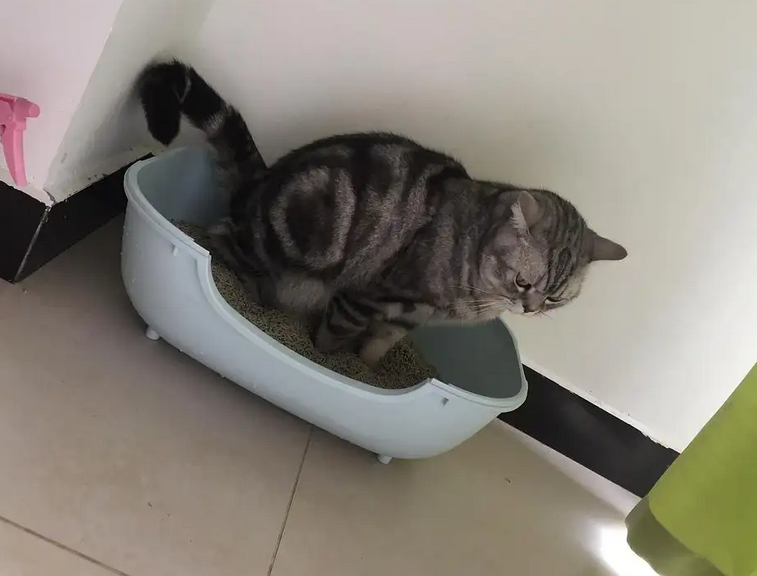 为什么猫咪老是尿不尽的原因