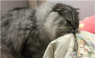 猫咪喜欢踩被子吗