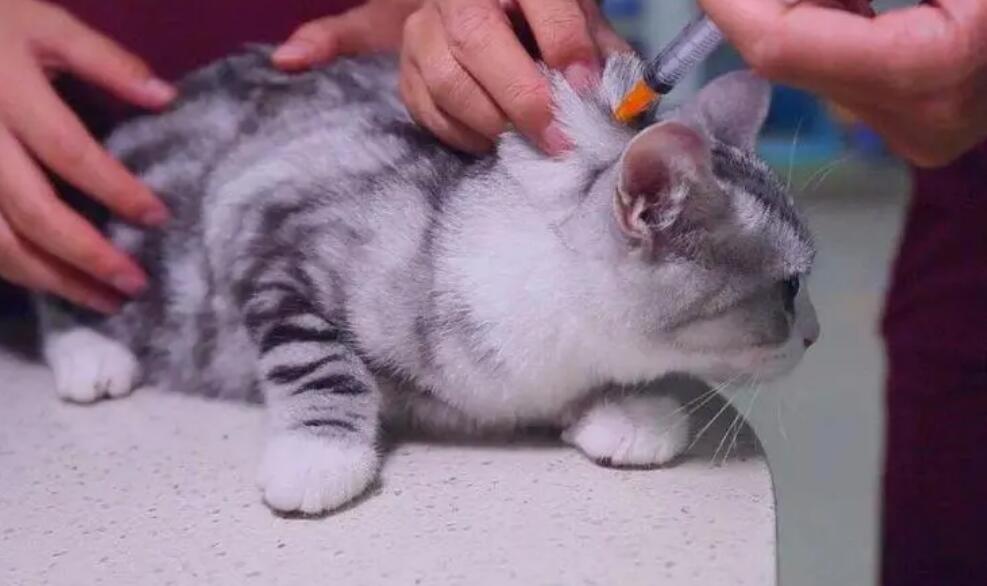 猫打完妙三多第二天死了 猫打完妙三多第二天死了
