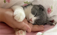 抱着猫睡觉对女性有什么危害