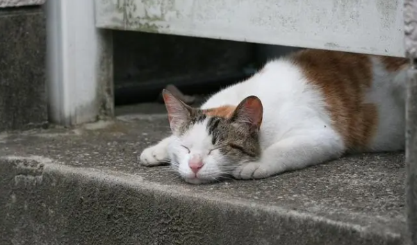 捡到流浪猫怎么办呢?只需这样处理就好? 捡到流浪猫怎么办呢?只需这样处理就好?