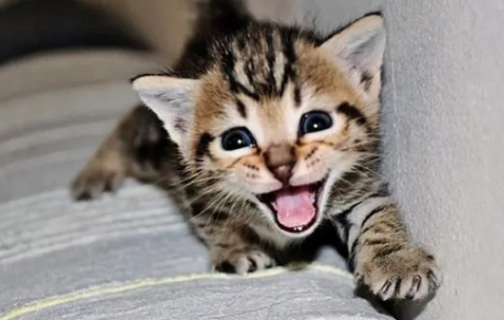 猫咪叫的原因是 猫咪叫的原因是