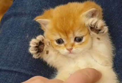 小奶猫快不行的表现是？有必要了解一下！