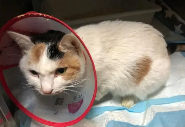 猫瘟最后死的样子 猫瘟最后死的样子