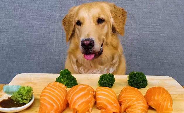 生三文鱼狗狗可以吃吗