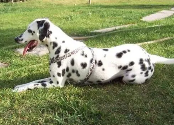 斑点犬为什么不能养猫咪呢 斑点犬为什么不能养猫咪呢