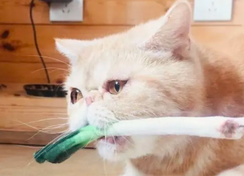 猫咪爱吃葱正常吗为什么呢
