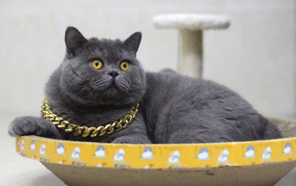 蓝猫寓意好的名字 蓝猫寓意好的名字