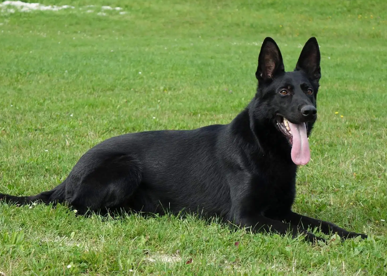 东德牧羊犬纯黑幼犬
