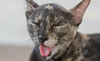 猫吐舌头喘气好像要死